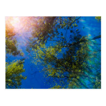 Bright and sunny park scenery Postcard