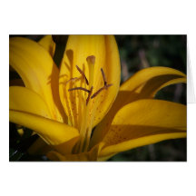 Bright As Sunshine Yellow Lily Card