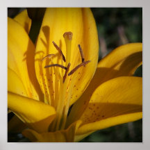 Bright As Sunshine Yellow Lily Print