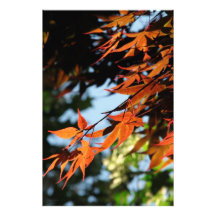 Bright Autumn Day l Photography