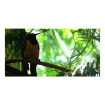 Bright Bird Customised Photo Card