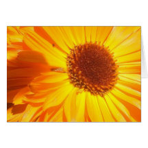 Bright Daisy Greeting Card
