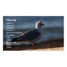 Bright Eye Business Cards