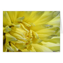 Bright, Lemon Yellow Dahlia Cards