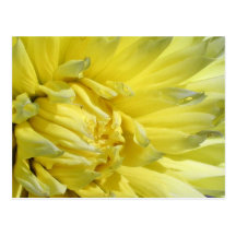 Bright, Lemon Yellow Dahlia Postcard