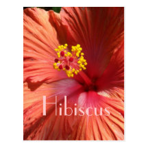 Bright Orange Pink Hibiscus Postcard