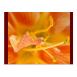 Bright Petals Post Cards