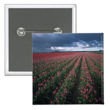 Bright pink and red tulips glow under dark