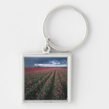 Bright pink and red tulips glow under dark keychain
