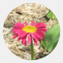 Bright Pink Daisy Round Stickers