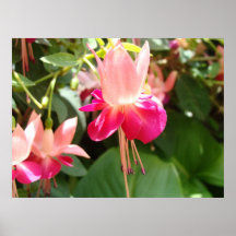 Bright Pink Fuschia Print