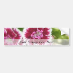 Bright Pink Sweet William Flowers Bumper Stickers