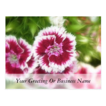 Bright Pink Sweet William Flowers Post Cards