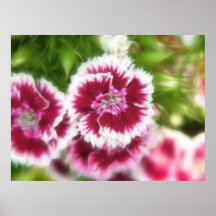 Bright Pink Sweet William Flowers Print