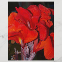 Bright Red Canna Lily Flyer