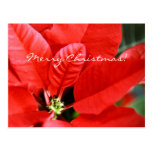Bright Red Christmas Poinsettia Post Cards