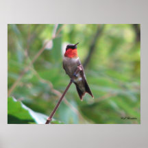Bright Red Ruby Throat Poster