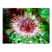 Bright Red Sea Urchin Postcard