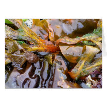 Bright Seaweed (card)