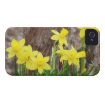Bright Yellow Daffodils iPhone 4 Case