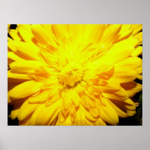 Bright Yellow Mum poster