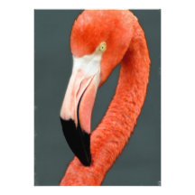 Brilliant Flamingo Invitation