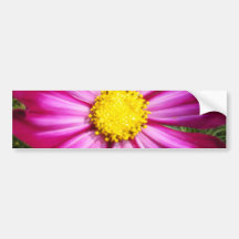 Brilliant Pink Cosmo Bumper Stickers