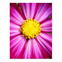 Brilliant Pink Cosmo Postcard