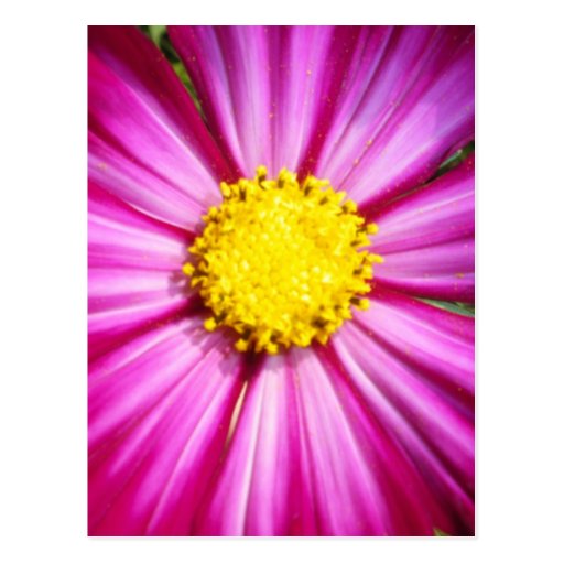 Brilliant Pink Cosmo Postcard