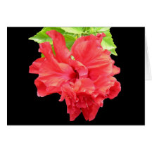Brilliant Red Hibiscus Flower Greeting Card