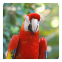 Brilliant Red Parrot Invitations