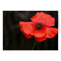 Brilliant Red Poppy Cards