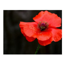 Brilliant Red Poppy Postcard