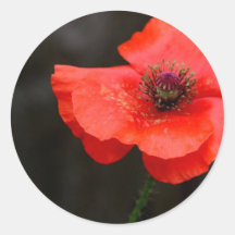 Brilliant Red Poppy Round Stickers