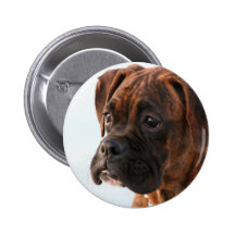 Brindle boxer puppy button