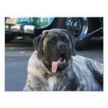 Brindle Mastiff Dog Photographic Print