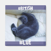 BRITISH BLUE CAT FRIDGE MAGNET