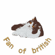 british longhair chocolat et blanc