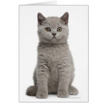 British Shorthair Kitten (10 weeks old) 2 Greeting Cards