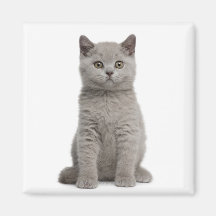 British Shorthair Kitten (10 weeks old) 2 Refrigerator Magnet