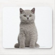 British Shorthair Kitten (10 weeks old) 2 Mousepads