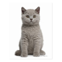 British Shorthair Kitten (10 weeks old) 2 Post Cards