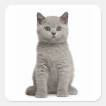 British Shorthair Kitten (10 weeks old) 2 Square Sticker