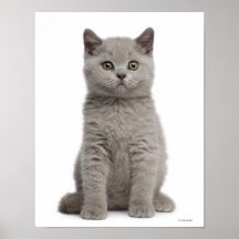 British Shorthair Kitten (10 weeks old) Posters