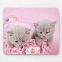 British shorthair kittens mouse mat
