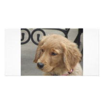 Brokentoptop Goldens  Puppy note cards Photo Card Template