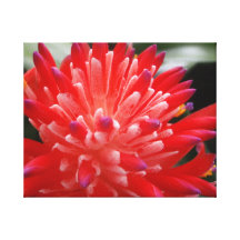 Bromeliad Canvas Prints