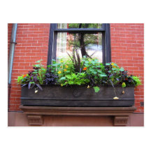 Brooklyn Window Postcard