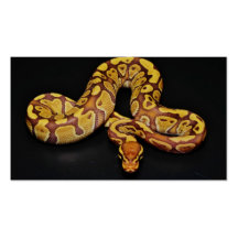 Brown and Gold Ball Python Business Card Template