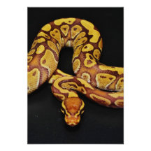 Brown and Gold Ball Python Invitations